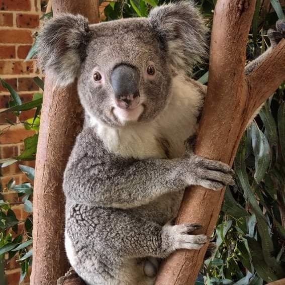 Koala Talk